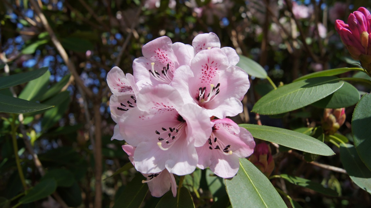 Image of R. oreodoxa var shensiense